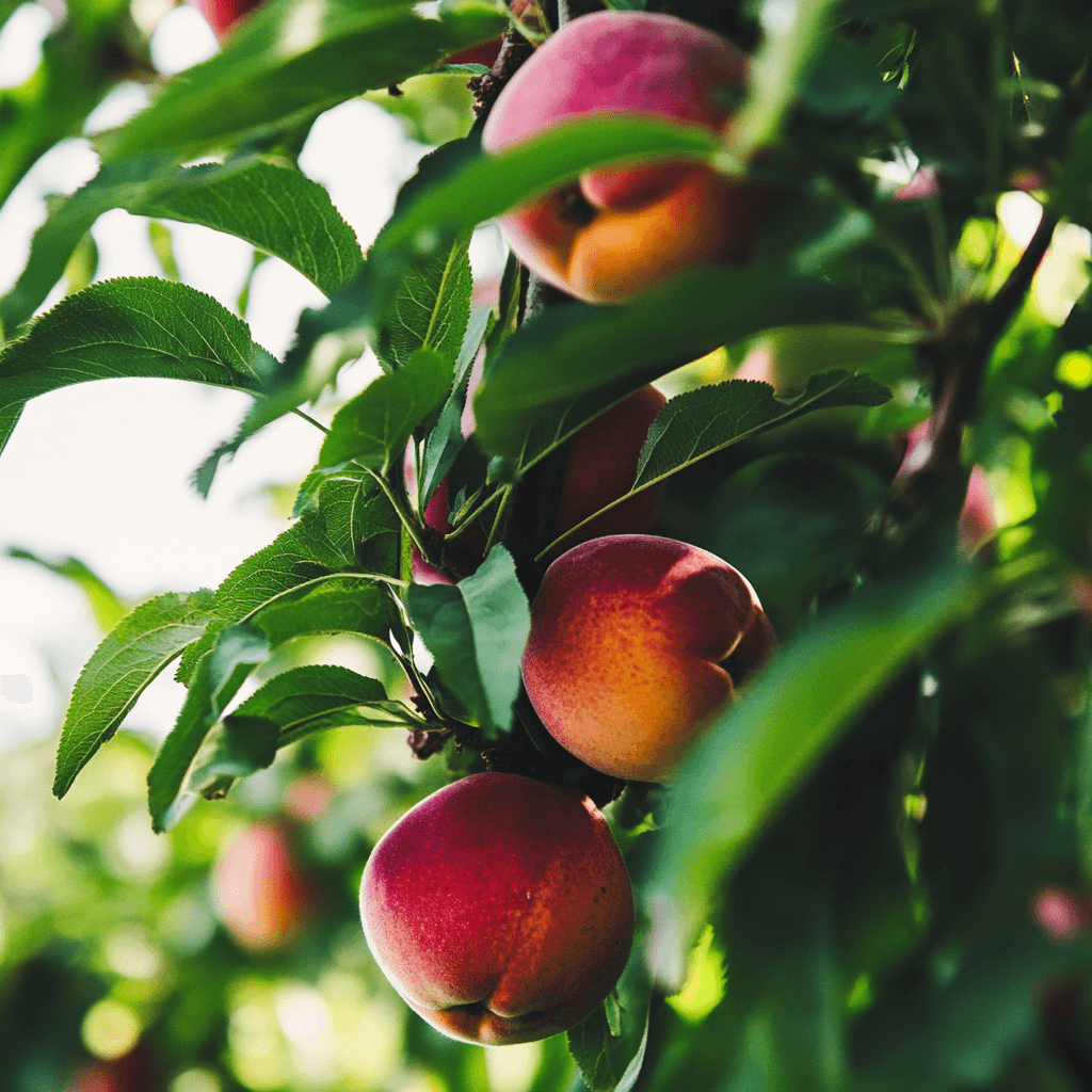 Red and yellow peaches hanging among green leaves