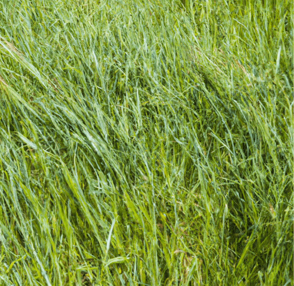 Dense stand of pale green grass