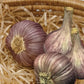 Organic Duganski Garlic Grow Organic