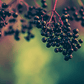 Elderberry Duo (1 each Nova and York) Grow Organic