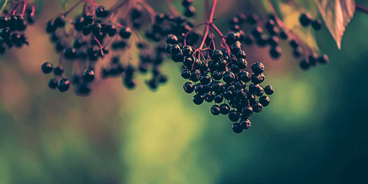 Elderberry Duo (1 each Nova and York) Grow Organic