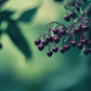Elderberry Duo (1 each Nova and York) Grow Organic