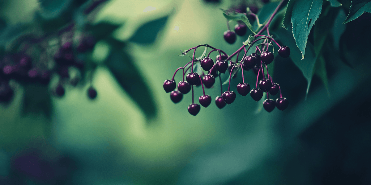 Elderberry Duo (1 each Nova and York) Grow Organic