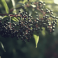 Elderberry Duo (1 each Nova and York) Grow Organic