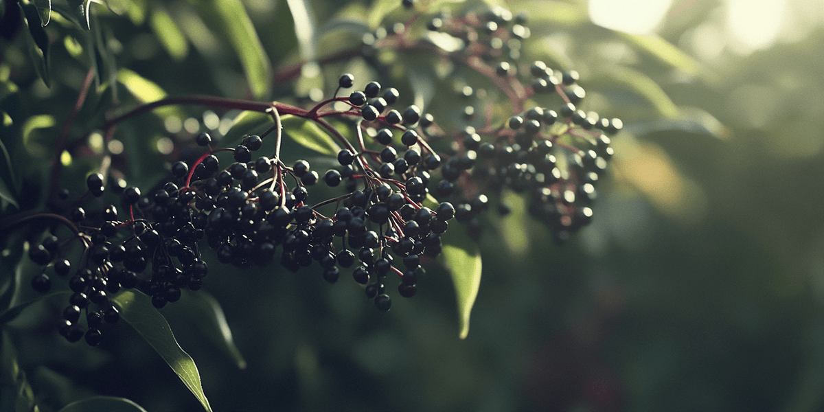 Elderberry Duo (1 each Nova and York) Grow Organic