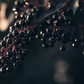 Elderberry Duo (1 each Nova and York) Grow Organic