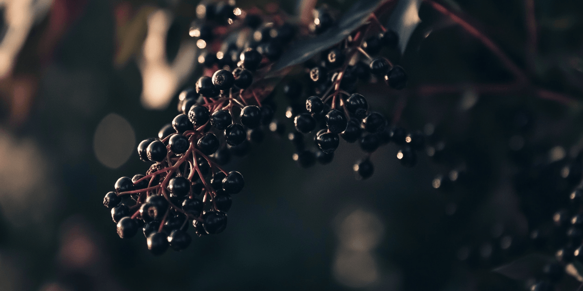 Elderberry Duo (1 each Nova and York) Grow Organic