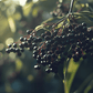 Elderberry Duo (1 each Nova and York) Grow Organic