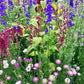 Everlasting Beauty Mix Renee's Garden