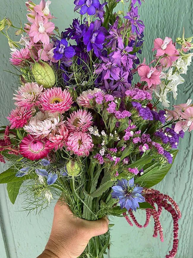 Everlasting Beauty Mix Renee's Garden