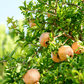 Eversweet pomegranate tree and fruit