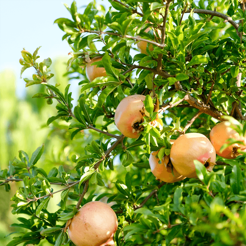 Eversweet pomegranate tree and fruit
