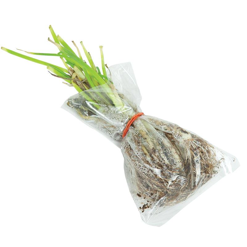 Organic Egyptian Walking Onion Grow Organic