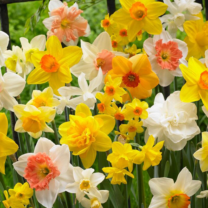 Narcissus All In One Blend (14/pk) — Netherland Bulb Company