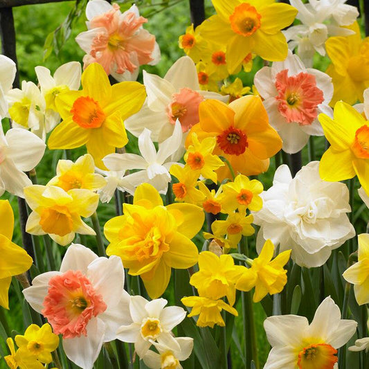 Narcissus All In One Blend (14/pk) — Netherland Bulb Company