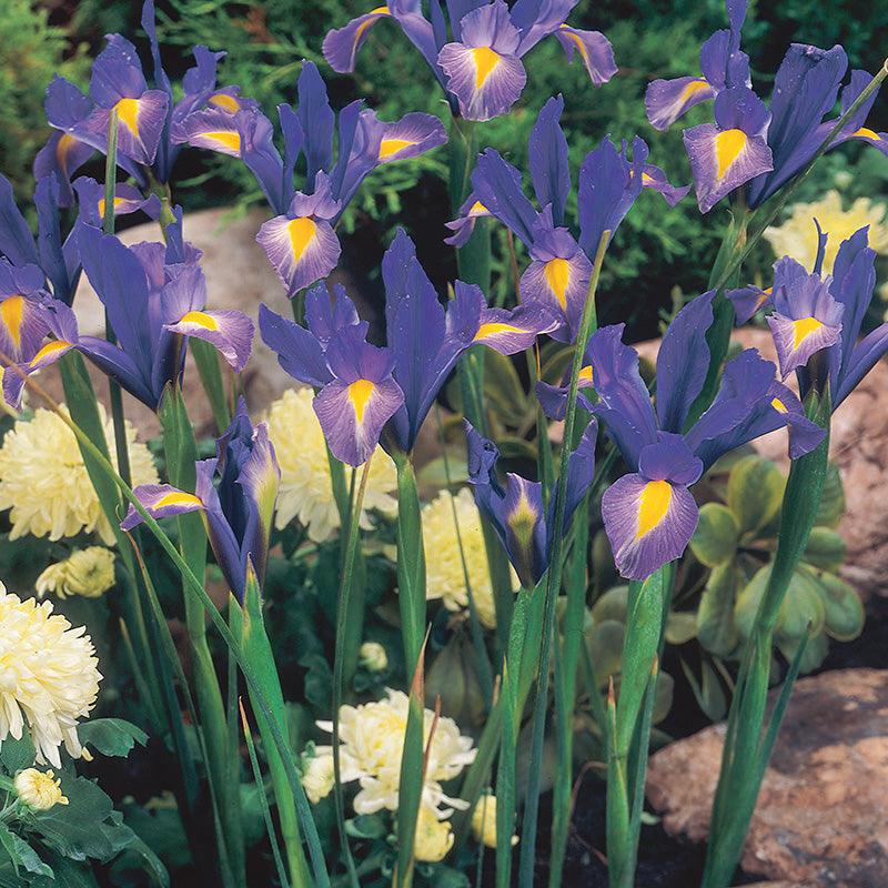 Dutch Iris Sapphire Beauty (20/pk) Netherland Bulb Company