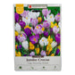 Large Flowering Crocus Bulb Mix (Pack of 20) Netherland Bulb Company