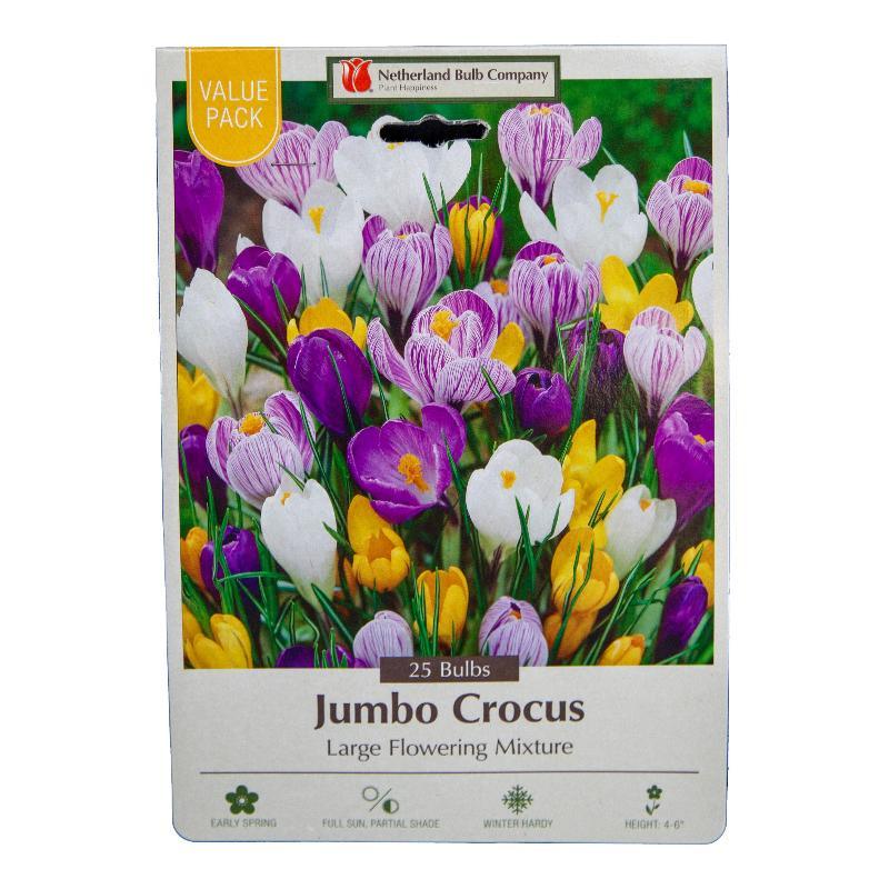 Large Flowering Crocus Bulb Mix (Pack of 20) Netherland Bulb Company