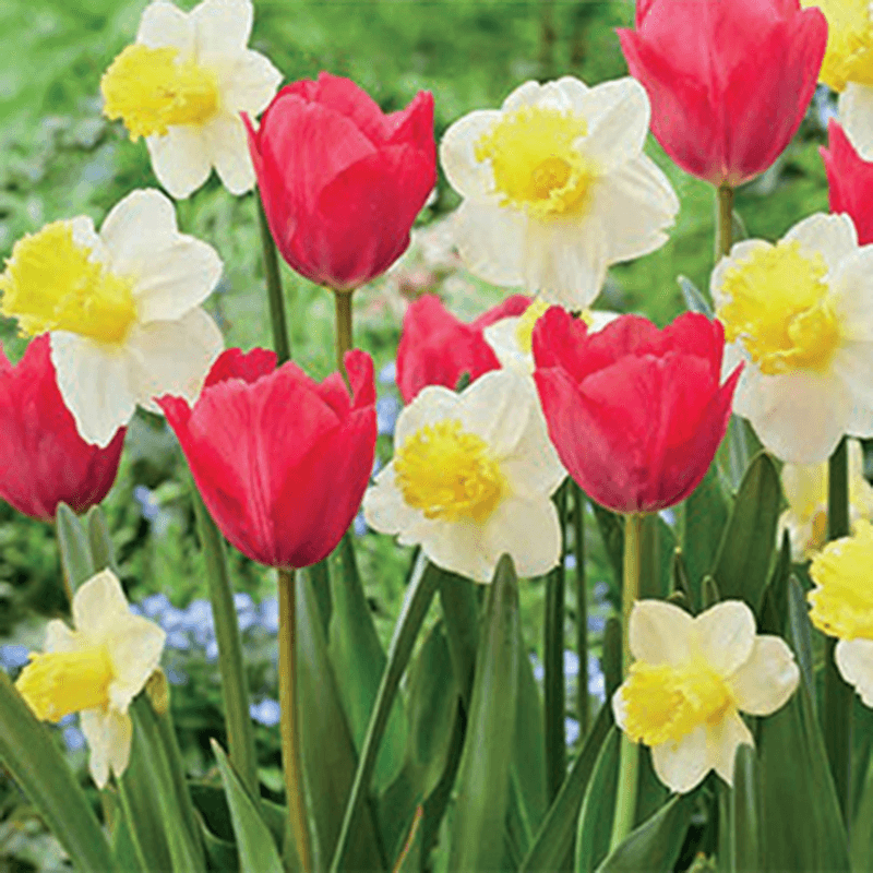 Sugar Rush Bulb Blend (Pack of 15) Netherland Bulb Company
