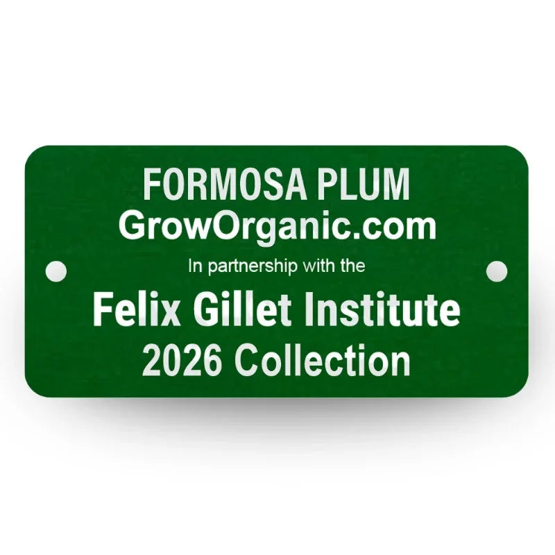 Formosa Plum Tree Felix Gillet Institute