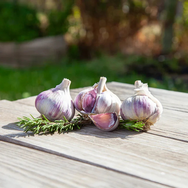 Music Garlic (Lb) Grow Organic