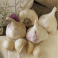 Organic Early Purple Italian Garlic (lb) Grow Organic