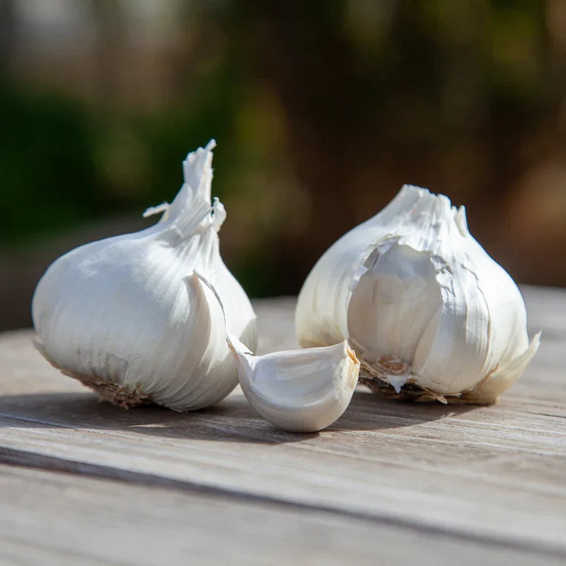 Organic Early Purple Italian Garlic (lb) Grow Organic