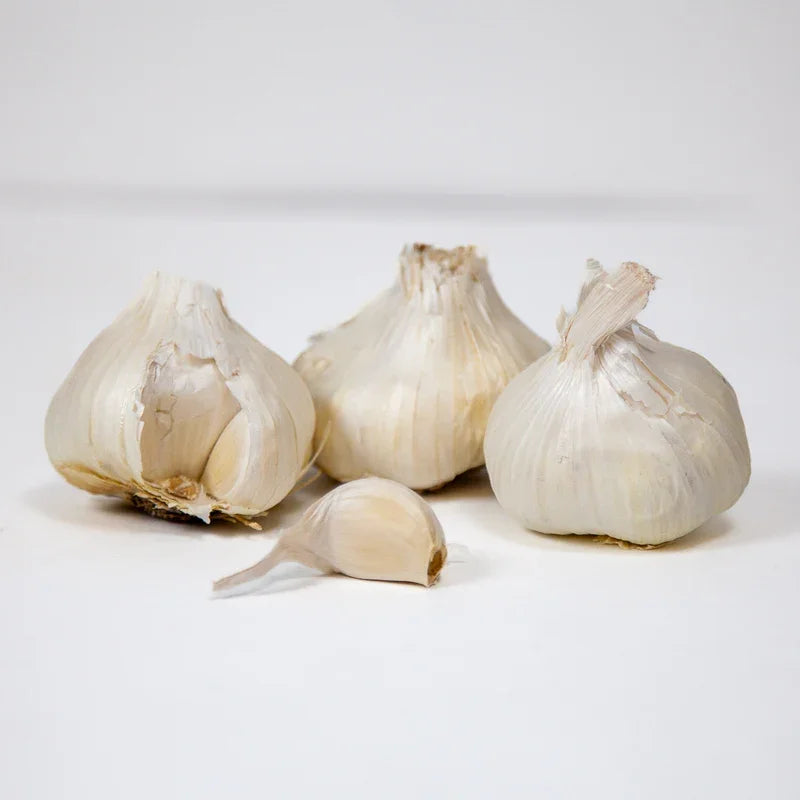 Organic Early Purple Italian Garlic (lb) Grow Organic