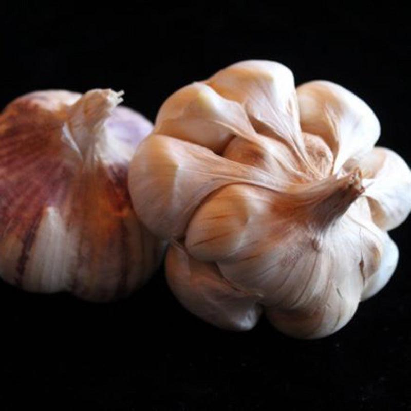 Organic Sicilian Garlic (lb) Grow Organic