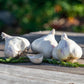 Organic Sicilian Garlic (lb) Grow Organic