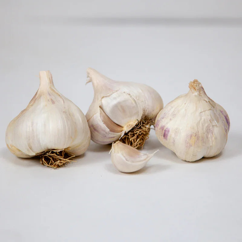 Organic Sicilian Garlic (lb) Grow Organic