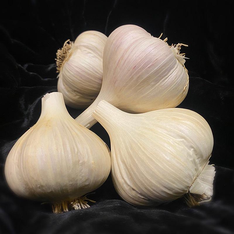 Organic Norquay Garlic (lb) Grow Organic