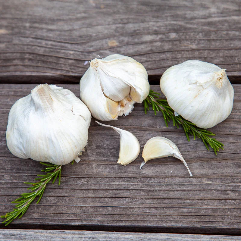 California Early White Garlic (Lb) Grow Organic