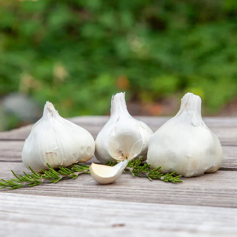 Organic Inchelium Red Garlic (lb) Grow Organic