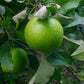 Dwarf Granny Smith Apple Tree Grow Organic