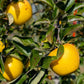 Golden Russet Apple Tree Grow Organic