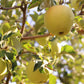 Yellow Newton Pippin Apple Tree Grow Organic
