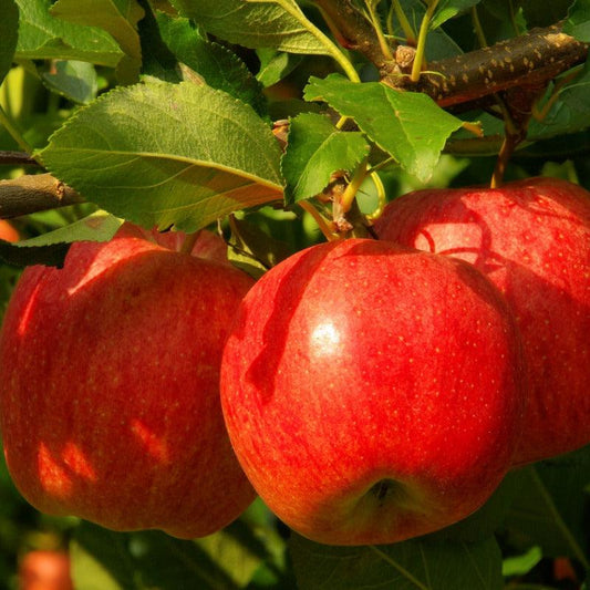 Red Delicious (Bisbee Spur) apples