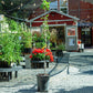 Red Delicious (Bisbee Spur) potted 5-gallon tree