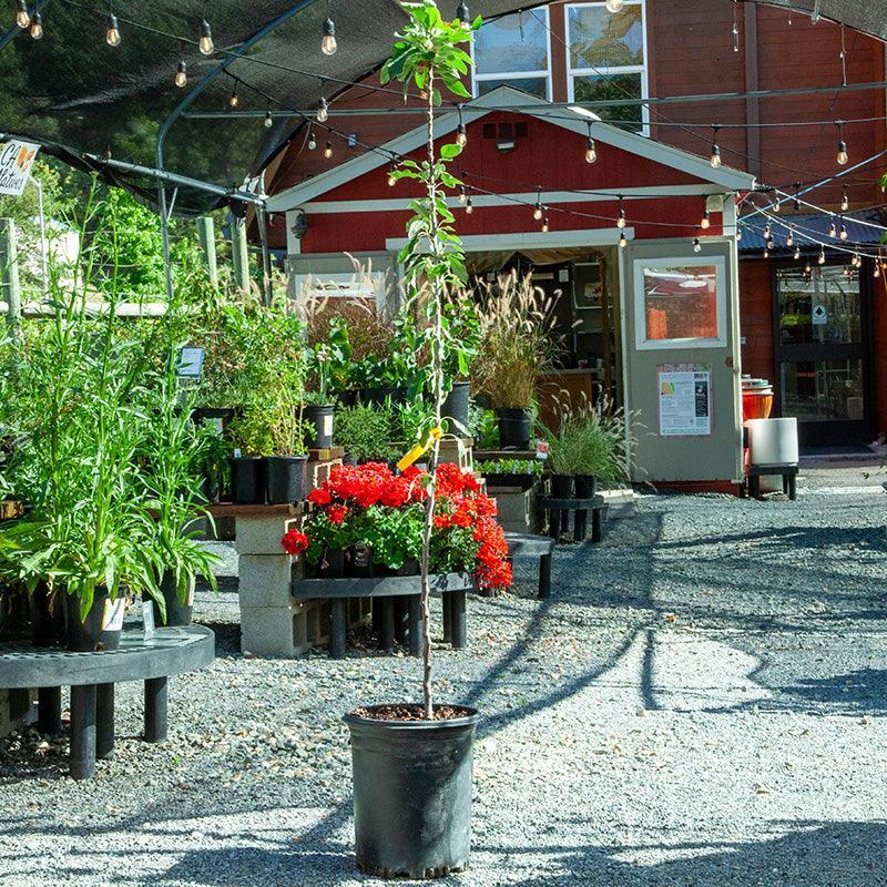 Red Delicious (Bisbee Spur) potted 5-gallon tree