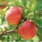 Spitzenburg Apple Tree Grow Organic