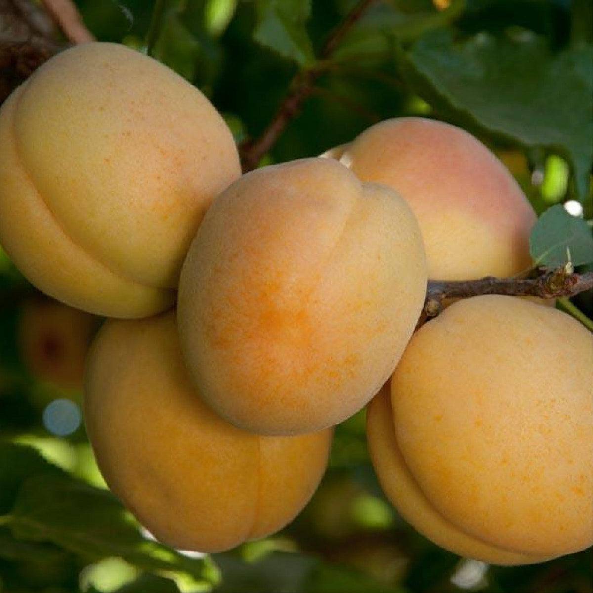 Aprium Summer Delight Tree Grow Organic