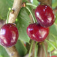Bing Cherry Tree Semi-Dwarf BareRoot Grow Organic