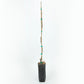 Desert King fig tree product image