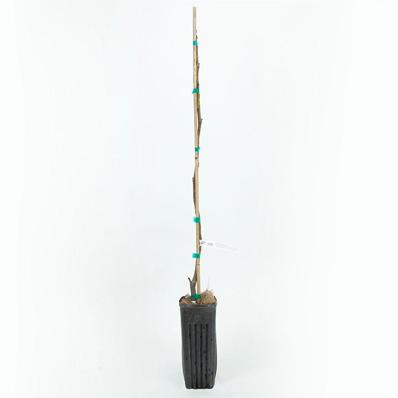 Desert King fig tree product image