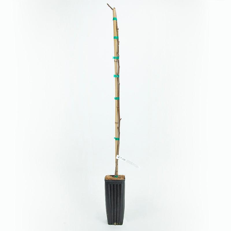 Improved Brown Turkey fig tree product image
