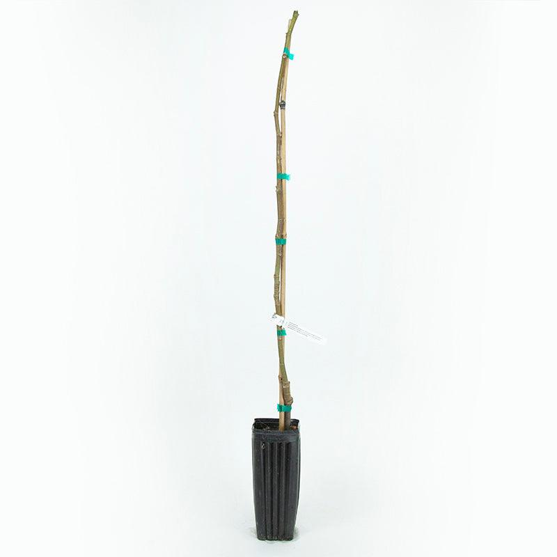 Black Jack fig tree product image