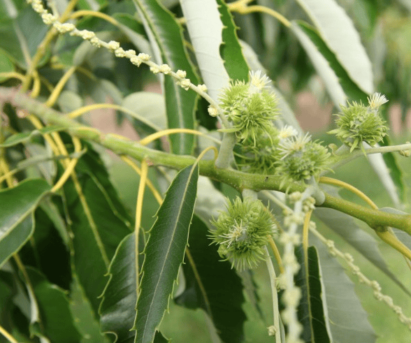 Colossal Chestnut Tree Grow Organic