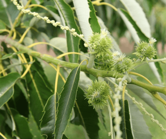 Colossal Chestnut Tree Grow Organic