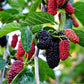 Persian Mulberry Tree Grow Organic
